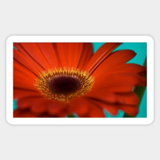 Red Gerbera II Sticker